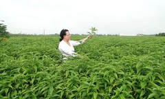 Cây hoàn ngọc bảo vệ “nhà máy lọc” của cơ thể